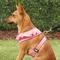 Show in main carousel: Puppia Vivien A Style Polyester Back Clip Dog Harness, Pink, Medium: 15 to 22-in chest slide 5 of 10