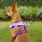 Show in main carousel: Puppia Vivien A Style Polyester Back Clip Dog Harness, Purple, Medium: 15 to 22-in chest slide 5 of 10