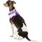 Show in main carousel: Puppia Vivien A Style Polyester Back Clip Dog Harness, Purple, Small: 12 to 17.5-in chest slide 5 of 11
