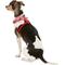 Show in main carousel: Puppia Vivien A Style Polyester Back Clip Dog Harness, Red, Small: 12 to 17.5-in chest slide 4 of 10