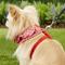Show in main carousel: Puppia Vivien A Style Polyester Back Clip Dog Harness, Red, Small: 12 to 17.5-in chest slide 5 of 10