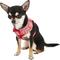 Show in main carousel: Puppia Vivien A Style Polyester Back Clip Dog Harness, Red, X-Small: 9 to 12.5-in chest slide 4 of 11