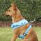 Show in main carousel: Puppia Vivien A Style Polyester Back Clip Dog Harness, Sky Blue, Medium: 15 to 22-in chest slide 6 of 11