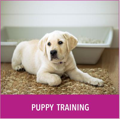 Show full view: Puppy Go Potty Natural Paper Fiber Dog Litter, 8.5-lb bag slide 5 of 11