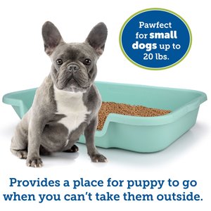 Puppy Pan Dog, Cat & Small Animal Litter Pan, Green, Large