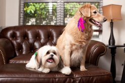 Puppylocks Originals Dog & Cat Fur Extension, Lily, Long slide 2 of 2