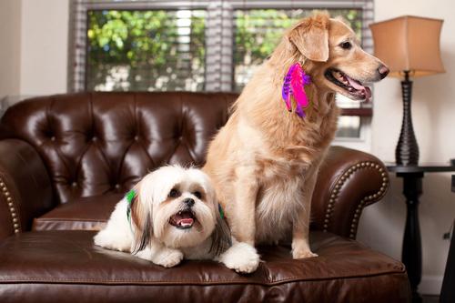 Show full view: Puppylocks Originals Dog & Cat Fur Extension, Lily, Long slide 2 of 2