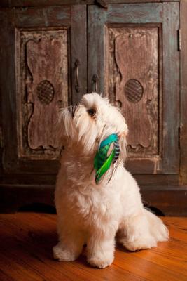 Show full view: Puppylocks Originals Dog & Cat Fur Extension, Vitamins & Minerals, Long slide 2 of 2