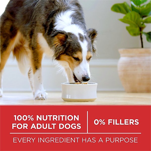 Purina ONE Natural SmartBlend Chicken & Rice Formula Dry Dog Food