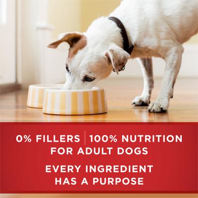 Show full view: Purina ONE Plus Tender Cuts in Gravy Heart & Brain Chicken & Brown Rice Entree Natural Wet Dog Food, 13-oz can, case of 12 slide 9 of 12