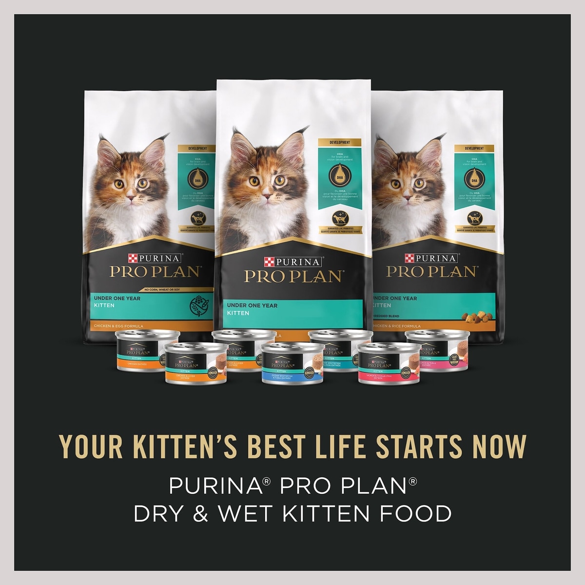 キャットフード Purina Pro Plan Kitten Starter Discontinued - PURINA PRO PLAN Complete & Balanced Kitten Starter