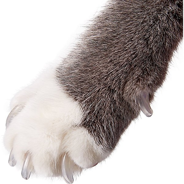 SOFT CLAWS Soft Claws Dog And Cat Nail Caps Take Home Kit, X-Large