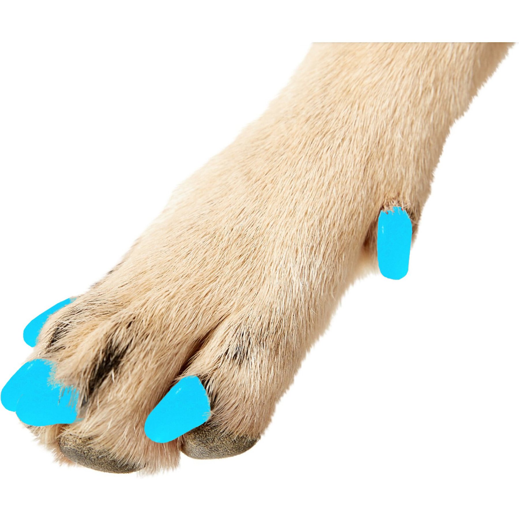 Purrdy Paws Soft Dog Nail Caps, 20 count, Blue Glow in the Dark, Medium