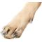 Show in main carousel: Purrdy Paws Soft Dog Nail Caps, 40 count, X-Large, Clear slide 8 of 12