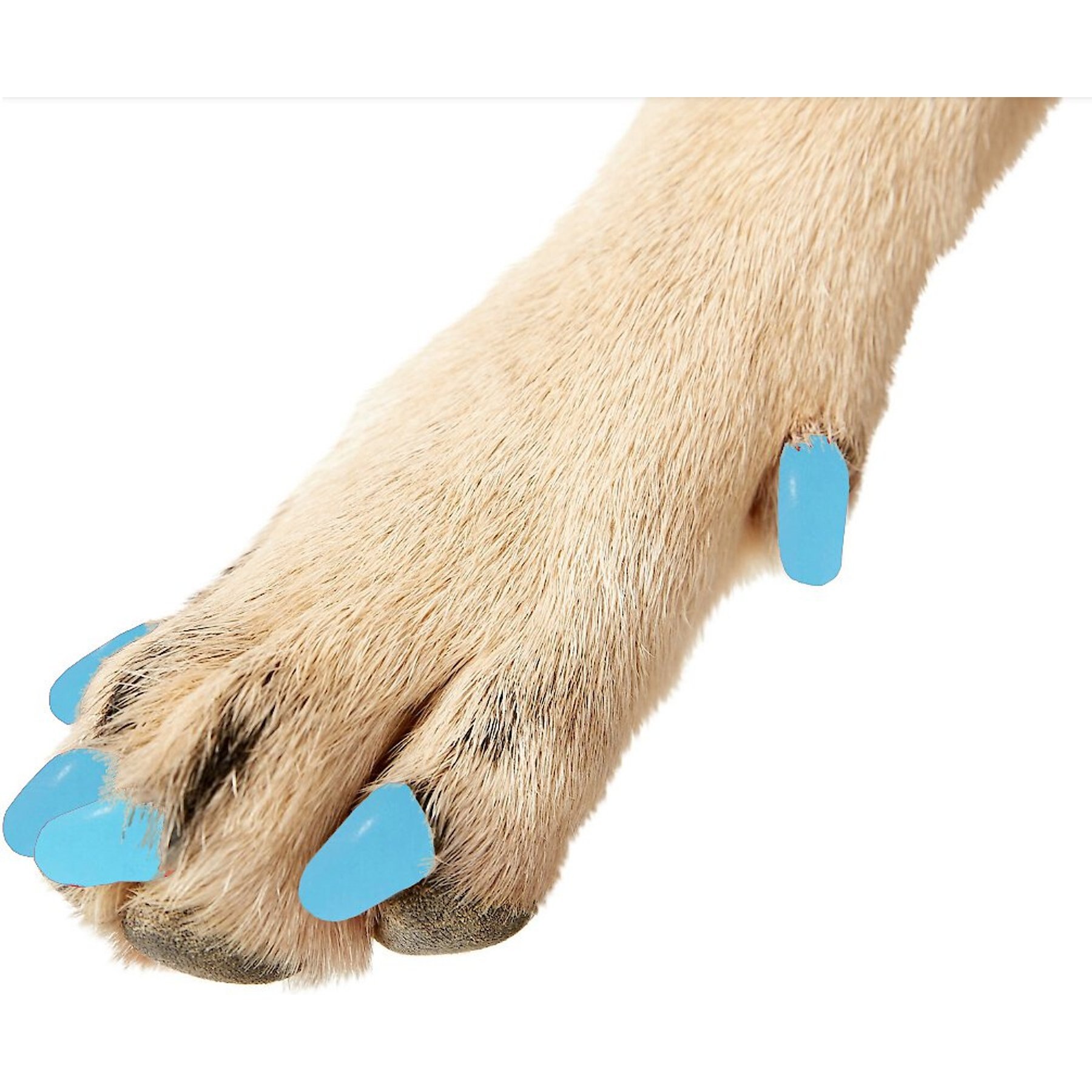 Purrdy Paws Soft Dog Nail Caps, Sky Blue, Small, 20 count