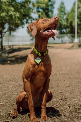 Show full view: QALO Personalized Bluetooth Enabled TraQ Neon Mountain Silicone Dog ID Tag slide 4 of 5