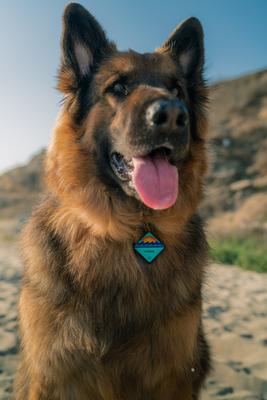 Show full view: QALO Personalized Bluetooth Enabled TraQ Ocean Sunrise Silicone Dog ID Tag slide 4 of 5