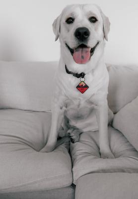 Show full view: QALO Personalized Bluetooth Enabled TraQ Sunrise Wild One Dog ID Tag slide 4 of 4