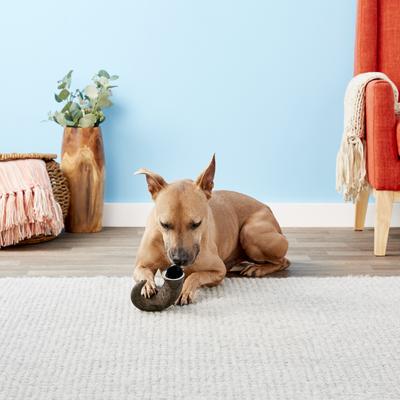 Show full view: QT Dog Buffalo Hornz Water Buffalo Horn Dog Treat, Large slide 4 of 9