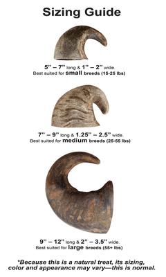 Show full view: QT Dog Buffalo Hornz Water Buffalo Horn Dog Treat, Large slide 6 of 9