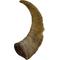 Show in main carousel: QT Dog Gobi Goat Horn Chew Dog Treat, Large slide 3 of 5