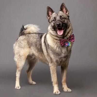 Show full view: Quick-Tag Coated Metal Personalized Dog & Cat ID Tag, Metallic Rainbow, Large Bone slide 5 of 6