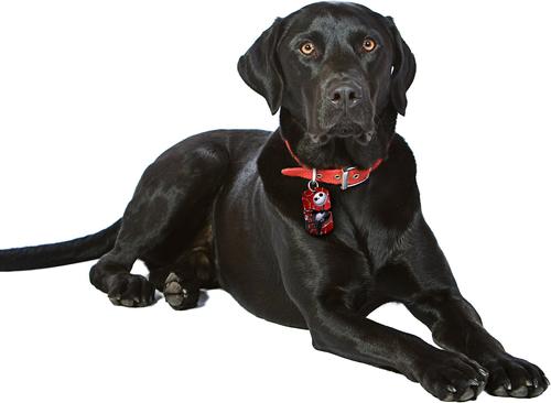 Show full view: Quick-Tag Disney Skellington Military Personalized Dog & Cat ID Tag, Red slide 4 of 4