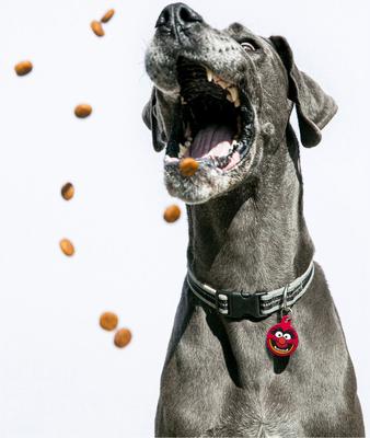 Show full view: Quick-Tag Disney's Muppets Monster Circle Personalized Dog & Cat ID Tag slide 5 of 6