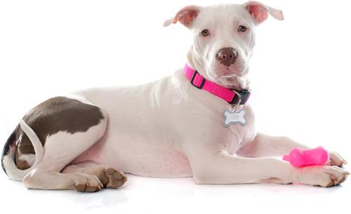 Show full view: Quick-Tag Diva Bone & Etched Crown Personalized Dog ID Tag, Silver & Blue slide 4 of 5