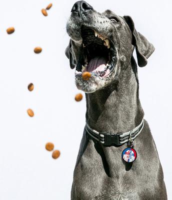 Show full view: Quick-Tag Star Wars R2-D2 Red Blue Circle Personalized Dog & Cat ID Tag slide 4 of 4