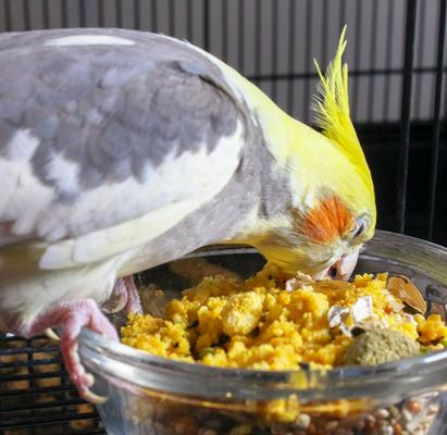 Show full view: Quiko Classic Egg Food Supplement for Canaries & Finches, 1.1-lb bag slide 6 of 8