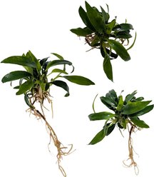 Quinn's Fins Anubias Chili Jalapeno Plant Bare Root Live Submerged Aquatic Plant, Green, Small, 3 count