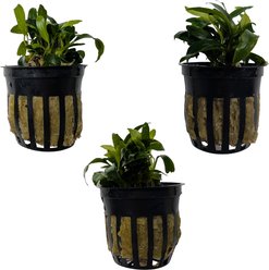 Quinn's Fins Anubias Chili Jalapeno Potted Live Submerged Aquatic Plant, Green, Small, 3 count