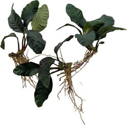 Quinn's Fins Anubias Coffeefolia Bare Root Live Submerged Aquatic Plant, Green, Medium, 3 count