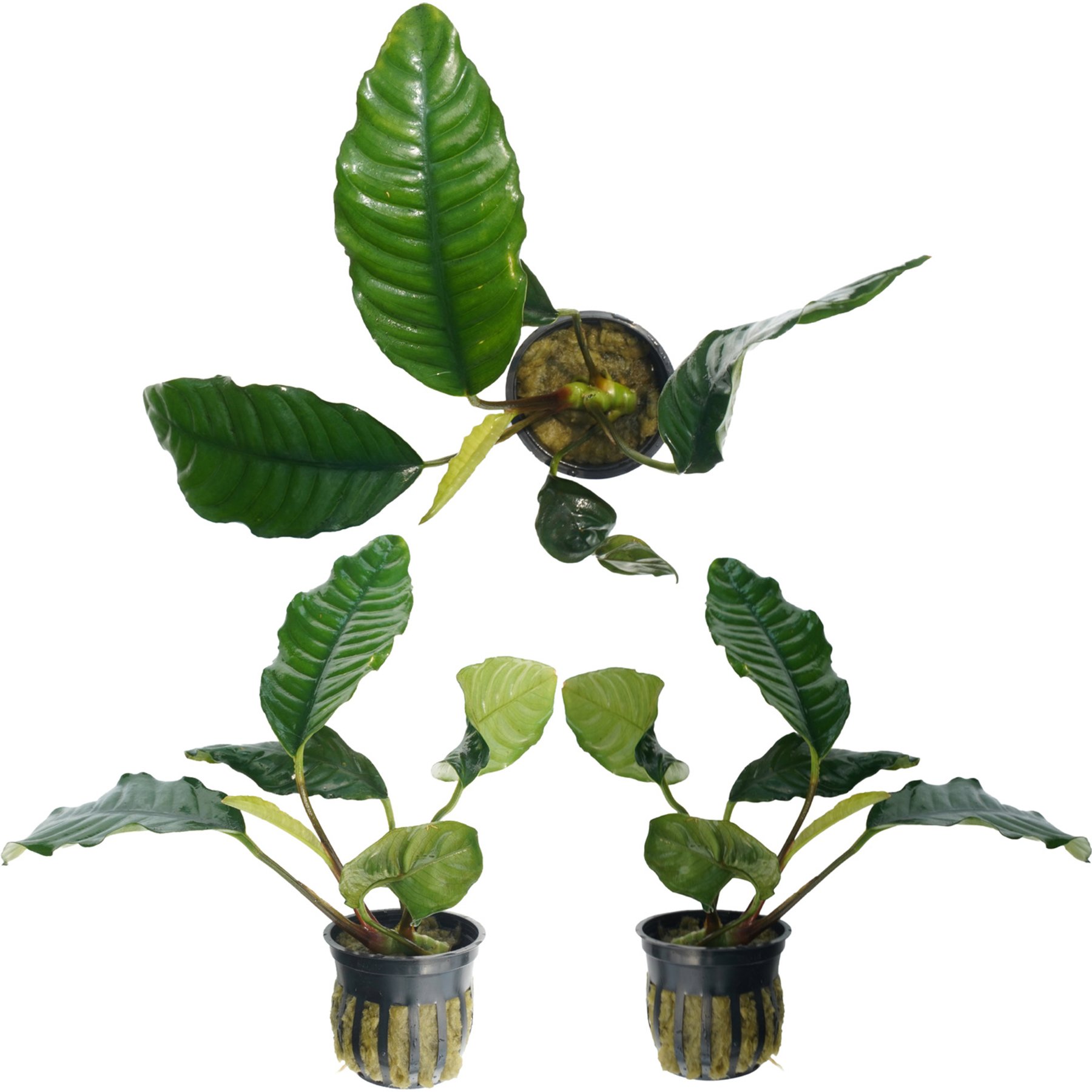 Quinn's Fins Anubias Coffeefolia Potted Live Submerged Aquatic Plant, Green, Medium, 3 count