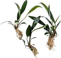 Quinn's Fins Anubias Congensis Bare Root Live Submerged Aquatic Plant, Green, Large, 3 count