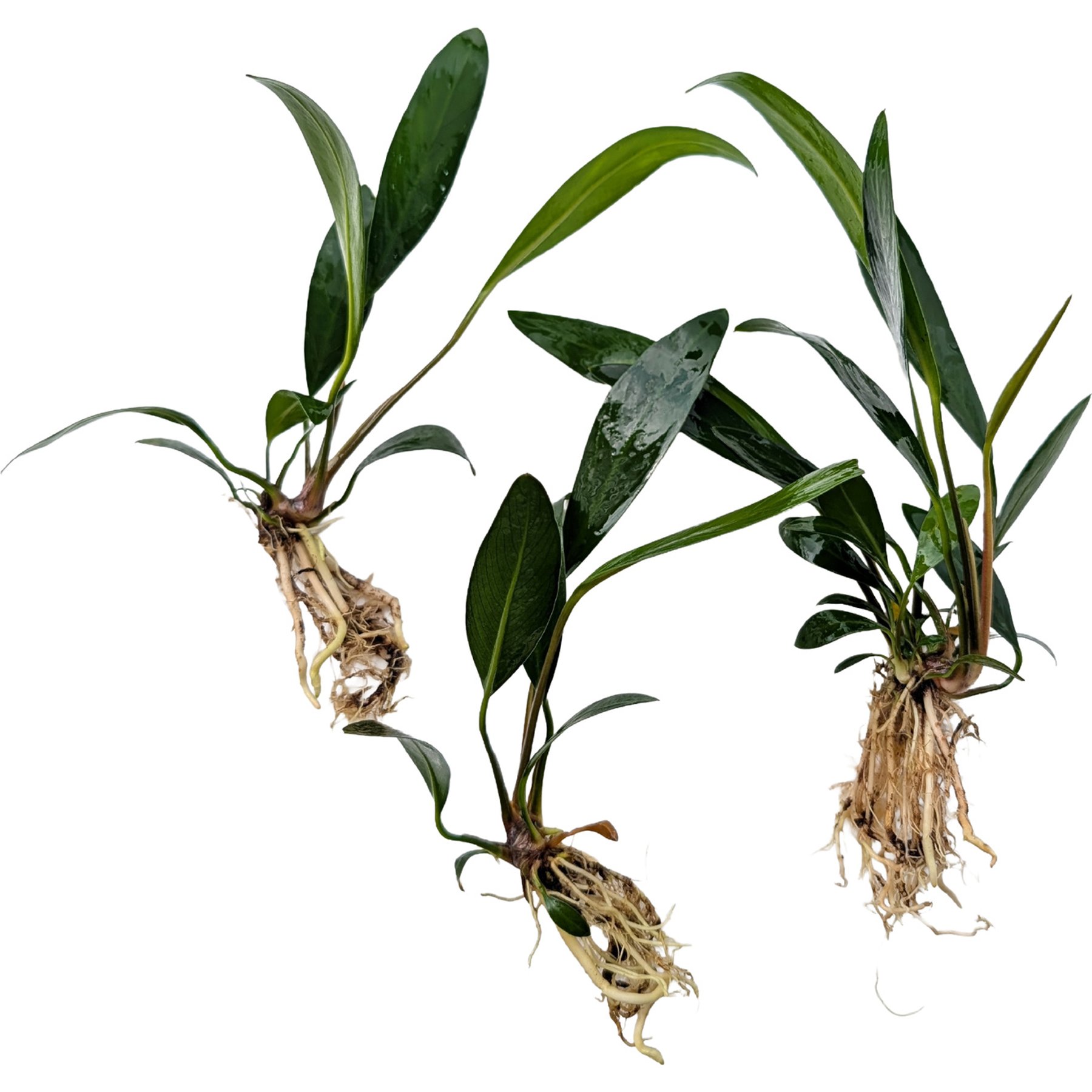 Quinn's Fins Anubias Congensis Bare Root Live Submerged Aquatic Plant, Green, Large, 3 count