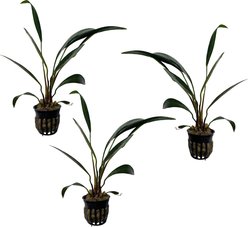 Quinn's Fins Anubias Congensis Potted Live Submerged Aquatic Plant, Green, Large, 3 count