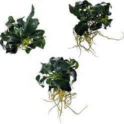 Quinn's Fins Anubias Dark Angel Bare Root Live Submerged Aquatic Plant, Green, Small, 3 count