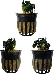 Quinn's Fins Anubias Dark Angel Potted Live Submerged Aquatic Plant, Green, Small, 3 count