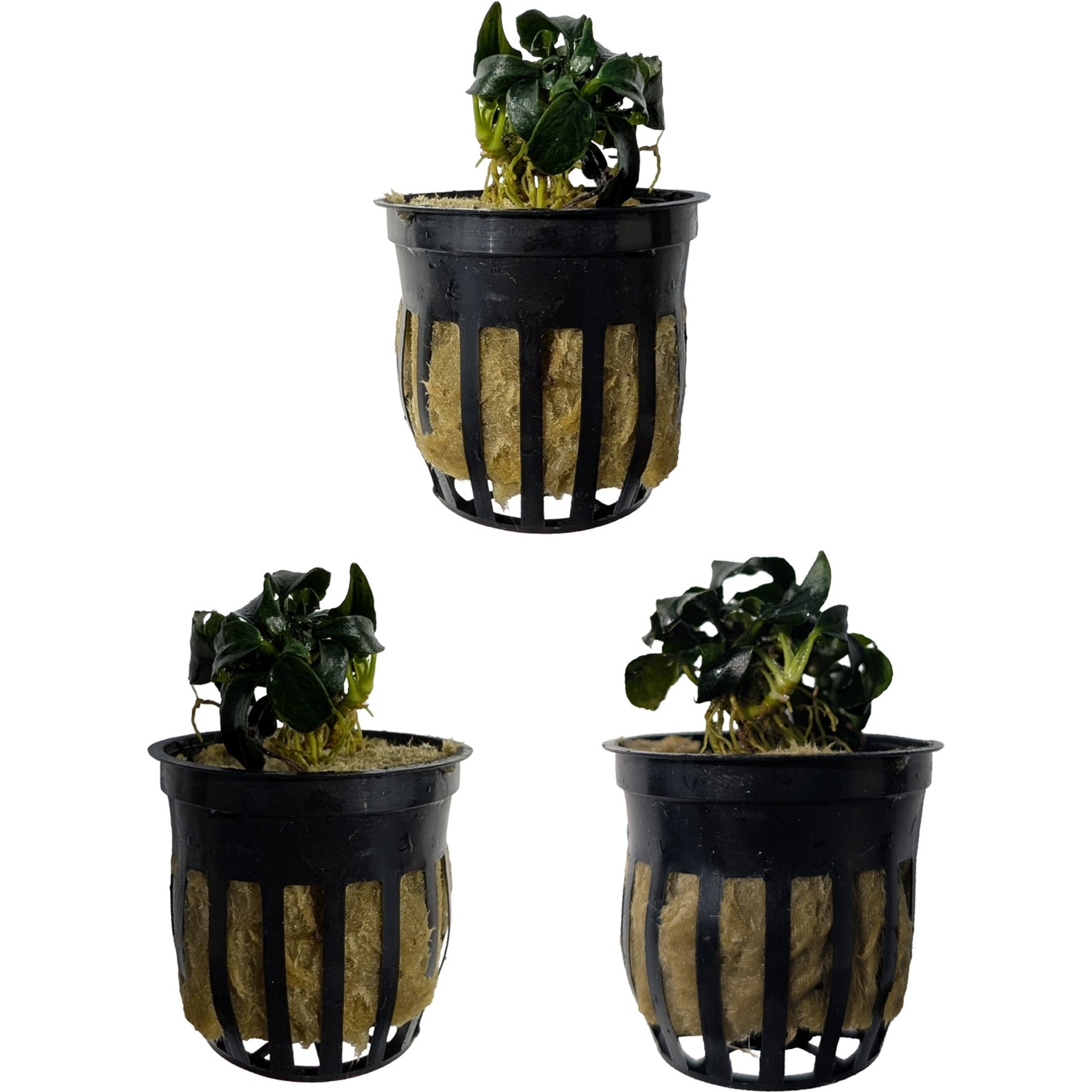 Quinn's Fins Anubias Dark Angel Potted Live Submerged Aquatic Plant, Green, Small, 3 count