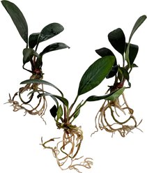 Quinn's Fins Anubias Frazeri Bare Root Live Submerged Aquatic Plant, Green, Large, 3 count