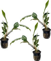 Quinn's Fins Anubias Frazeri Potted Live Submerged Aquatic Plant, Green, Large, 3 count