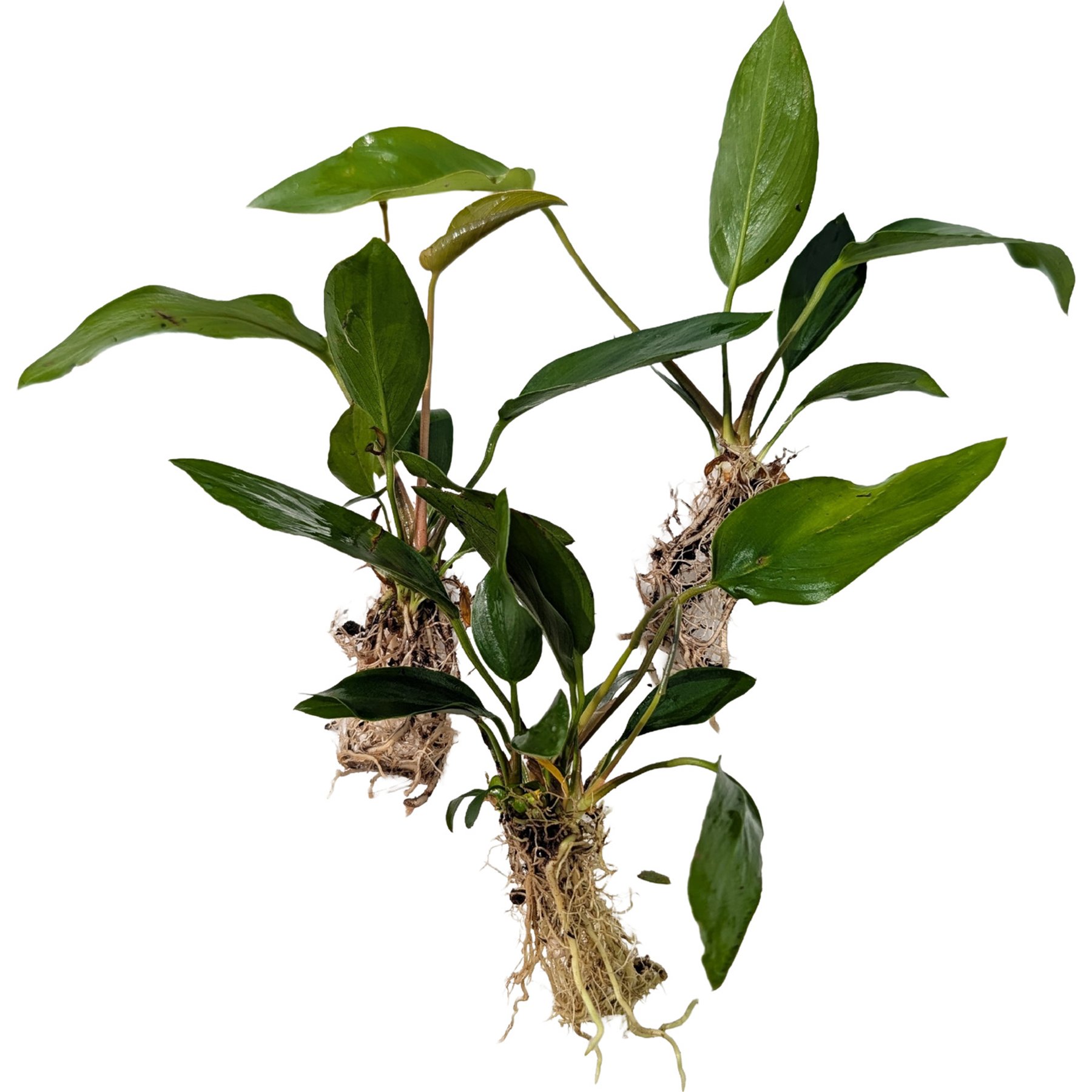 Quinn's Fins Anubias Hastifolia Bare Root Live Submerged Aquatic Plant, Green, Large, 3 count