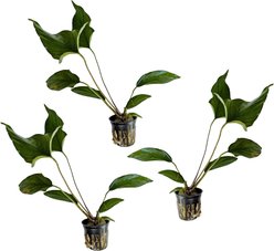 Quinn's Fins Anubias Hastifolia Potted Live Submerged Aquatic Plant, Green, Large, 3 count