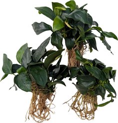Quinn's Fins Anubias Nana Bare Root Live Submerged Aquatic Plant, Green, Medium, 3 count