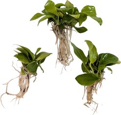 Quinn's Fins Anubias Nana Golden Bare Root Live Submerged Aquatic Plant, Green, Medium, 3 count