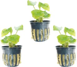 Quinn's Fins Anubias Nana Golden Potted Live Submerged Aquatic Plant, Green, Medium, 3 count