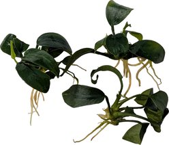 Quinn's Fins Anubias Nana Petite Bare Root Live Submerged Aquatic Plant, Green, Small, 3 count