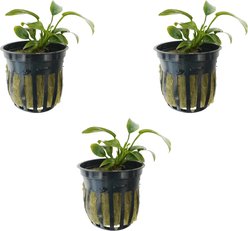 Quinn's Fins Anubias Nana Petite Potted Live Submerged Aquatic Plant, Green, Small, 3 count